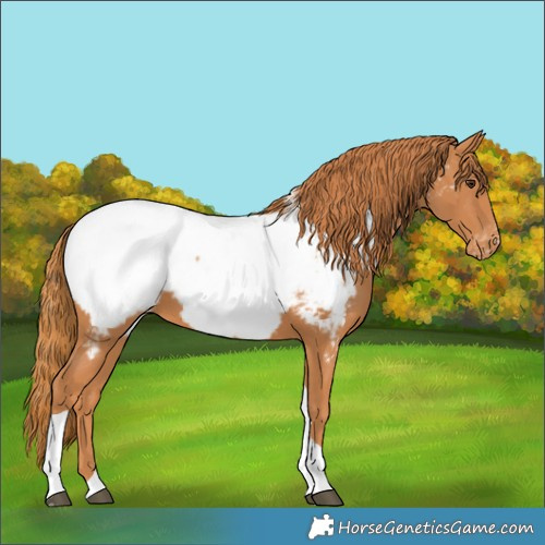 Horse Color:Chestnut Tobiano Near Fewspot 