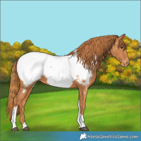 Horse Color:Chestnut Tobiano Near Fewspot 