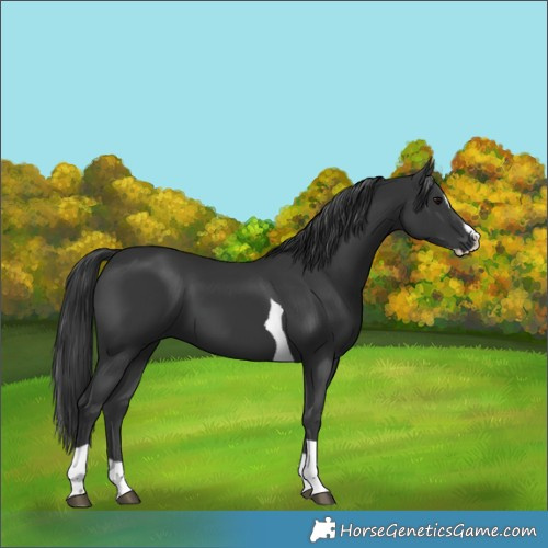 Horse Color:Black Splash Tobiano