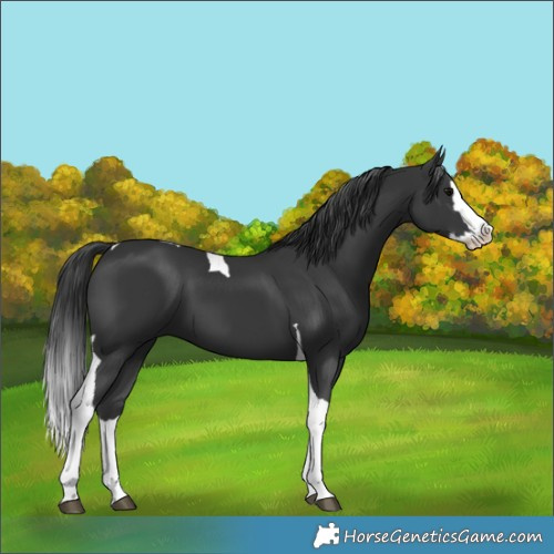 Horse Color:Black Splash Tobiano