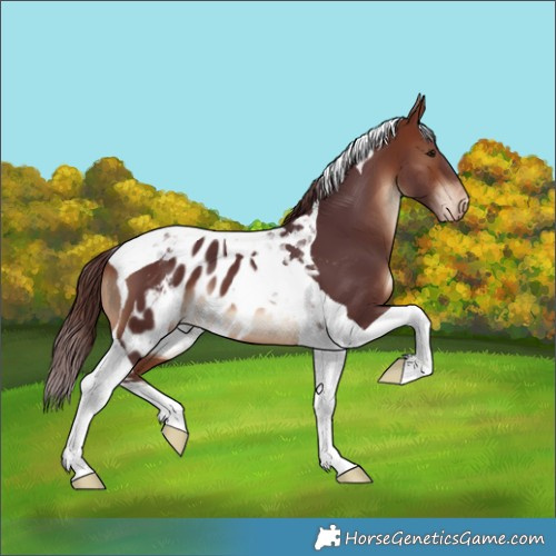 Horse Color:Chocolate Bay Tobiano Skewed Appaloosa