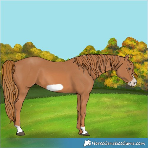 Horse Color:Chestnut Frame