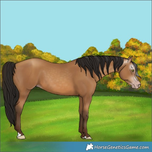 Horse Color:Gray Amber Champagne