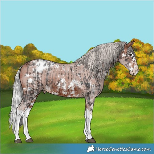 Horse Color:Brown Sabino Splash Blanket and Silver Brown Sabino Splash Blanket