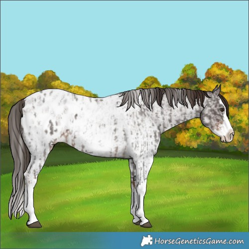 Horse Color:Liver Red Roan Sabino Splash Appaloosa  and White Spotted Liver Red Roan Splash Appaloosa 