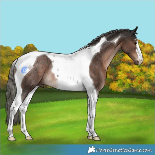 Horse Color:Liver Chestnut Mushroom Tobiano Rabicano 