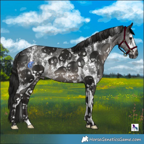Horse Color:Gray Black Mushroom Sabino 