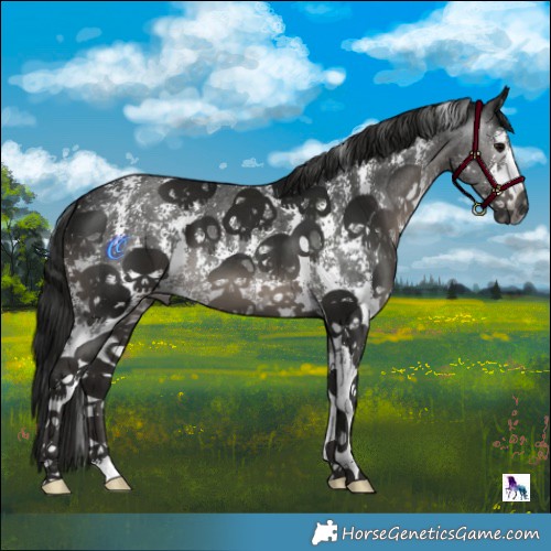 Horse Color:Gray Black Mushroom Sabino