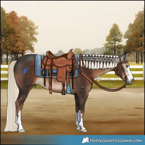 Horse Color:Gray Liver Chestnut Mushroom Rabicano 