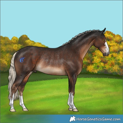 Horse Color:Gray Liver Chestnut Mushroom Rabicano 