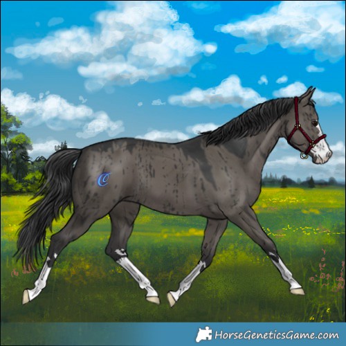 Horse Color:Grullo Brindle 