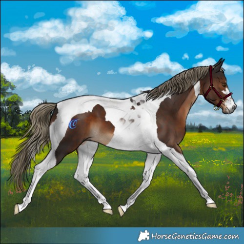 Horse Color:Gray Liver Chestnut Mushroom Tobiano 