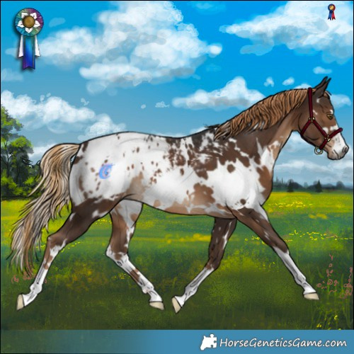 Horse Color:Gray White Spotted Liver Chestnut Appaloosa 