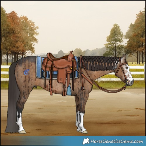 Horse Color:Gray Liver Red Dun Rabicano Brindle 
