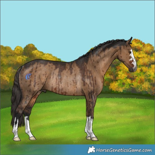 Horse Color:Gray Liver Red Dun Rabicano Brindle 