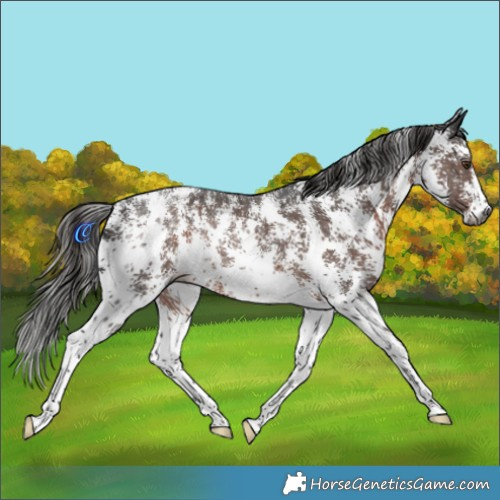 Horse Color:Gray Liver Chestnut Sabino Rabicano