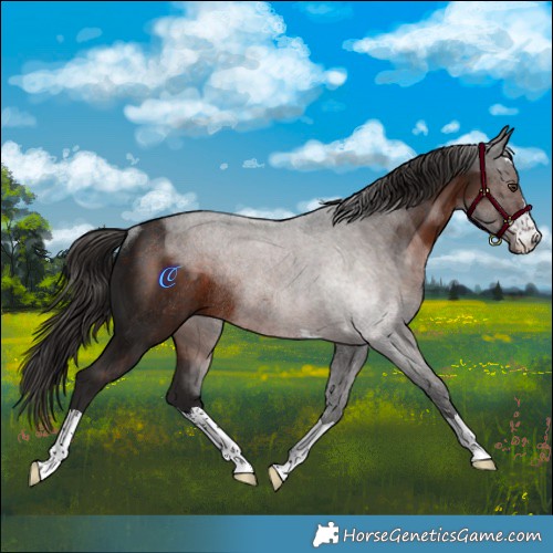 Horse Color:Liver Chestnut Rabicano 