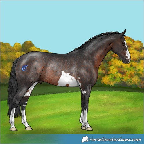 Horse Color:Brown Rabicano 