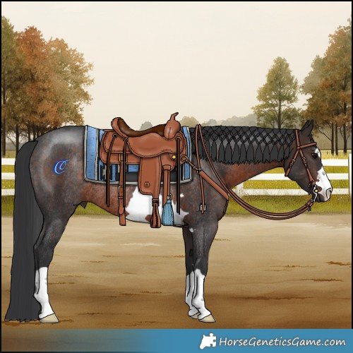 Horse Color:Brown Rabicano