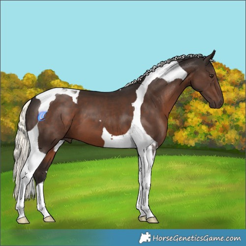 Horse Color:Liver Chestnut Mushroom Tobiano