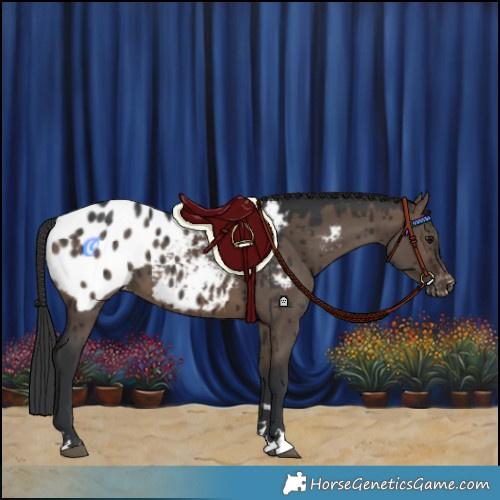 Horse Color:Brown Dun Blanket Brindle 
