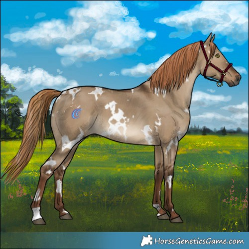 Horse Color:Gray White Spotted Liver Red Dun 