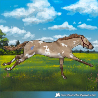 Horse Color:Gray White Spotted Liver Red Dun 