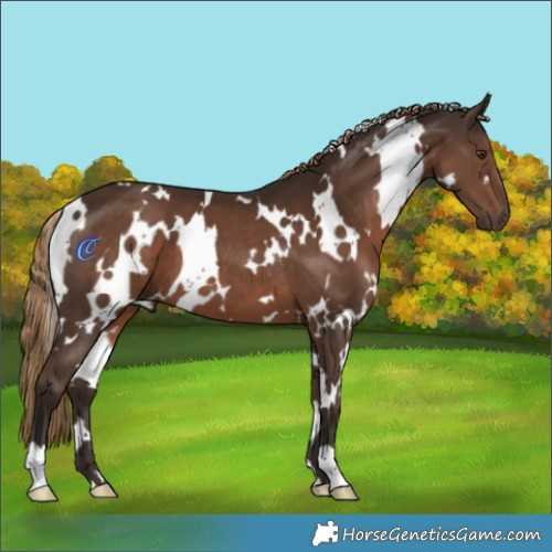 Horse Color:White Spotted Liver Chestnut