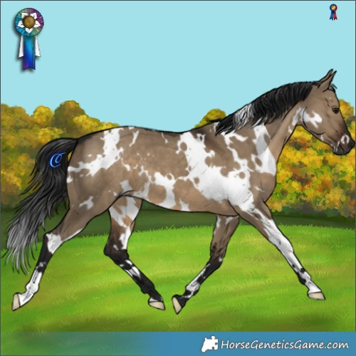 Horse Color:Gray White Spotted Brown Dun 
