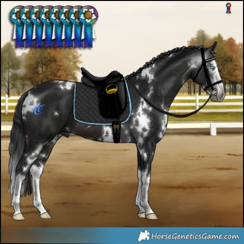 Horse Color:Gray White Spotted Bay Splash 