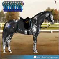 Horse Color:Gray White Spotted Bay Splash