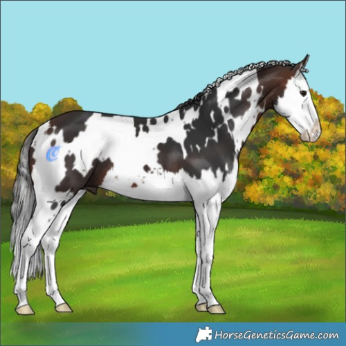 Horse Color:White Spotted Brown Splash 
