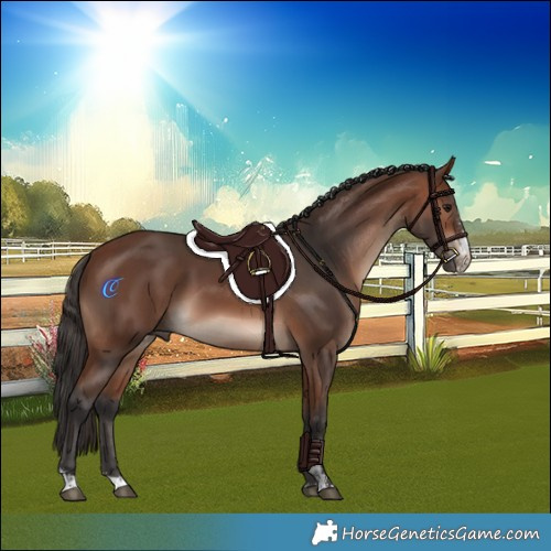 Horse Color:Bay Mushroom Sabino 