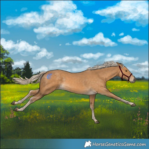 Horse Color:Palomino Mushroom Rabicano 