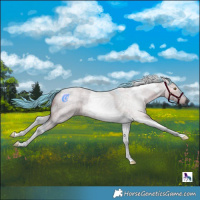 Horse Color:Gray Watercolor Smoky Grullo Roan Mushroom Tobiano 