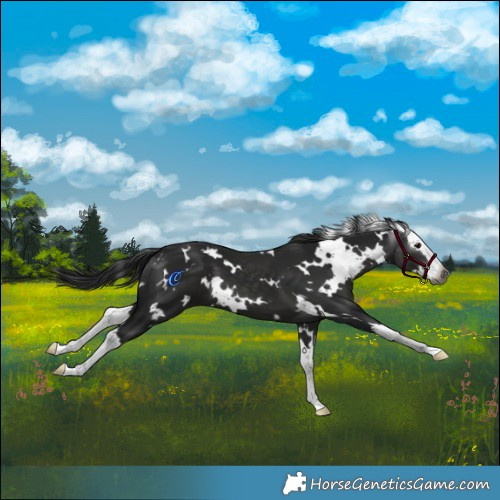 Horse Color:Gray White Spotted Black Splash 