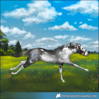 Horse Color:Gray White Spotted Black Splash 