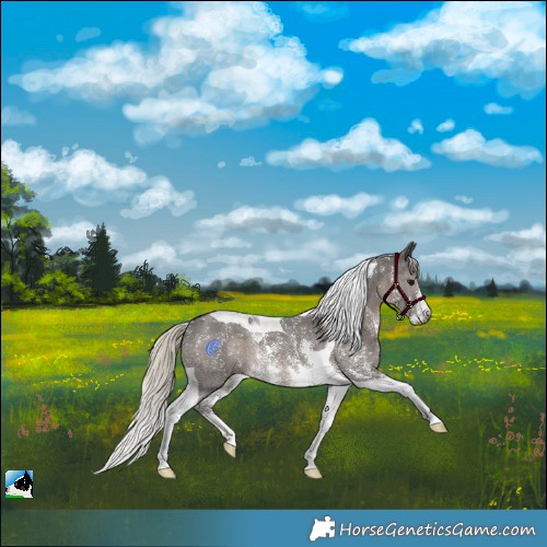 Horse Color:Gray Silver Black Sabino Tobiano Rabicano 
