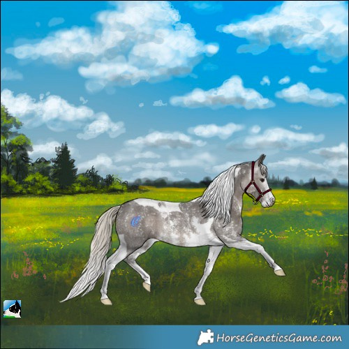 Horse Color:Gray Silver Black Sabino Tobiano Rabicano 