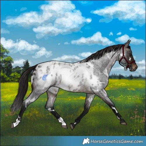 Horse Color:Gray White Spotted Bay Roan Appaloosa 