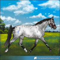 Horse Color:Gray White Spotted Bay Roan Near Leopard 