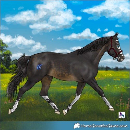 Horse Color:Buckskin Splash