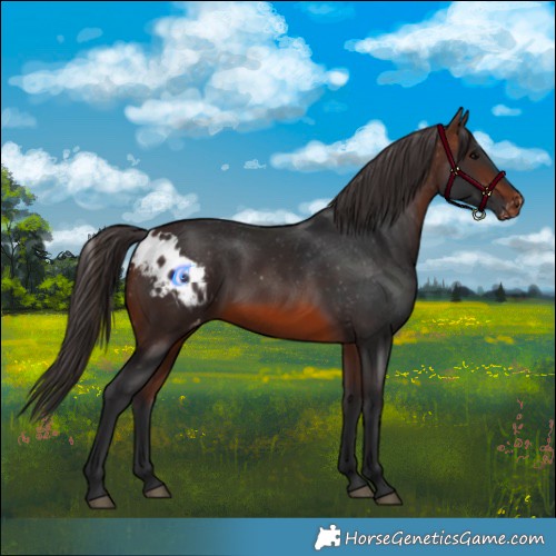 Horse Color:Brown Skewed Appaloosa 