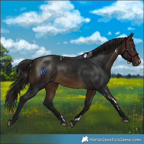 Horse Color:Gray White Spotted Buckskin Rabicano 
