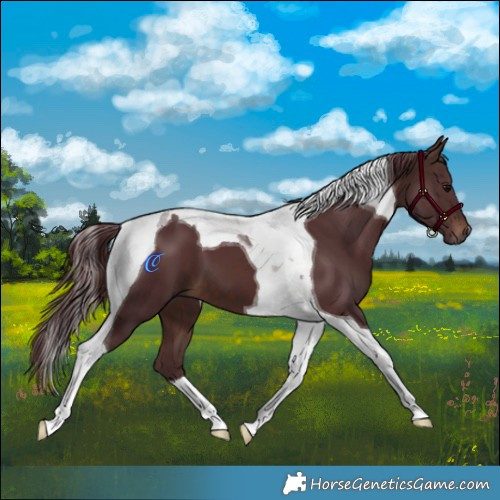 Horse Color:Chocolate Brown Tobiano 