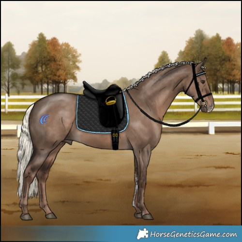 Horse Color:Liver Red Dun Mushroom Sabino 