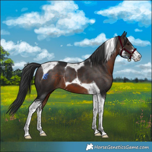 Horse Color:Brown Sabino Tobiano 
