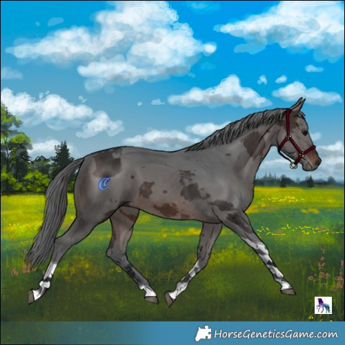 Horse Color:Brown Merle Tobiano