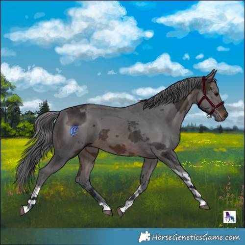 Horse Color:Brown Merle Tobiano 