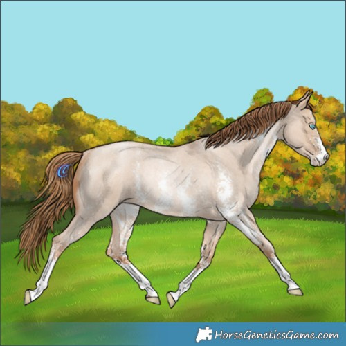Horse Color:Red Dun Roan Pearl Sabino Rabicano 